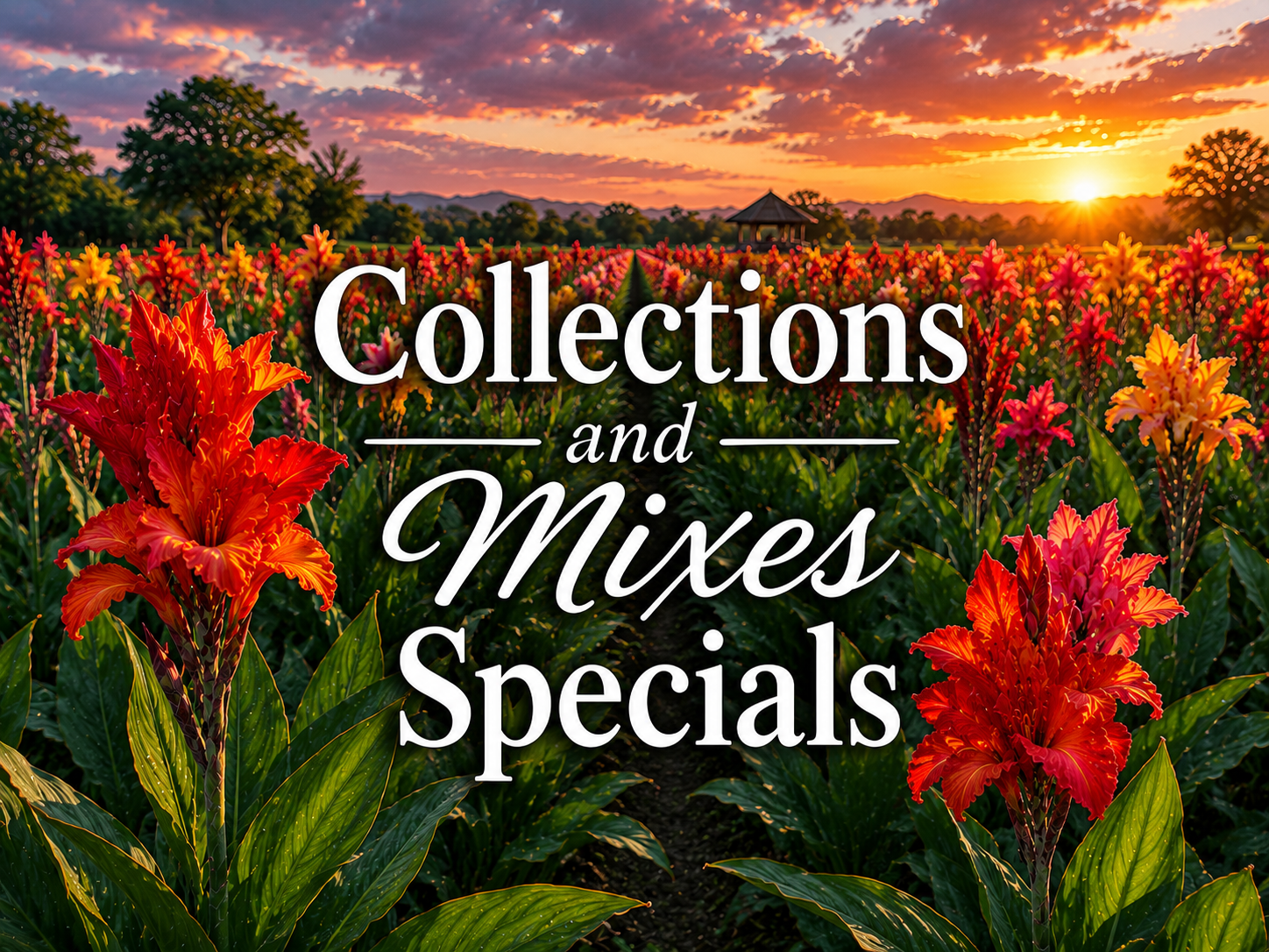 Collections and Mixes Specials
